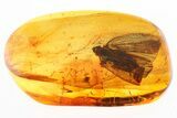 Detailed Fossil Planthopper (Fulgoroidea) In Baltic Amber #288171-2